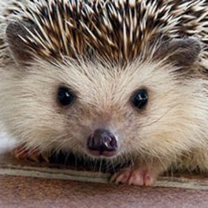 Meet your Posher, Madison